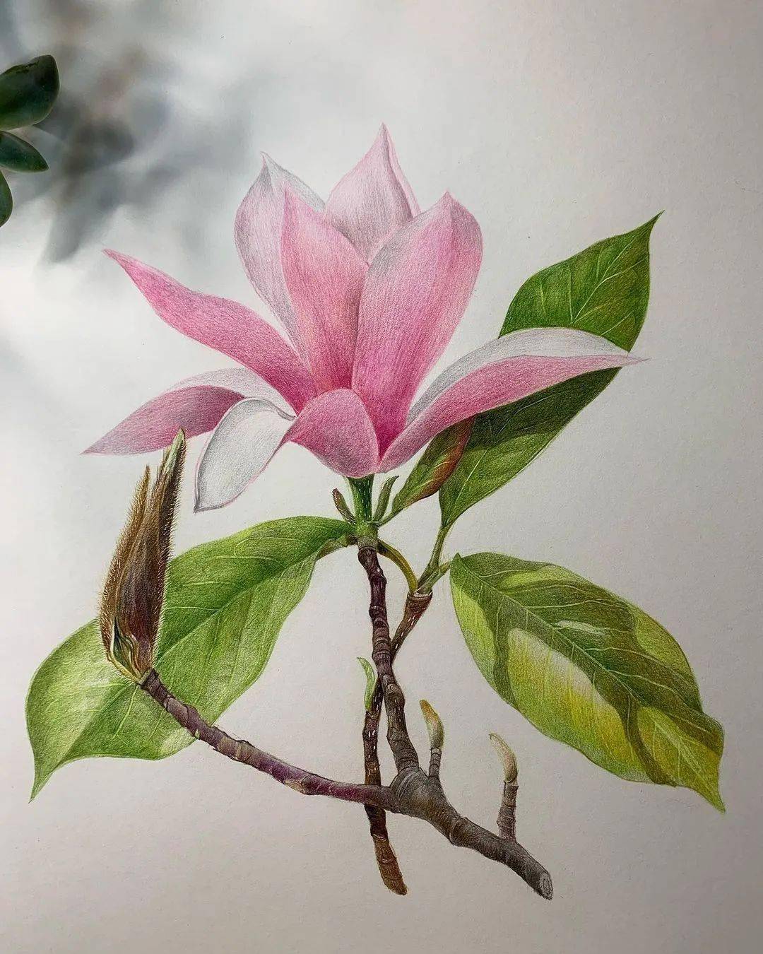 彩铅水彩画花卉女生最喜欢的类型试试吧