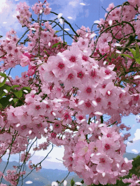 【文旅四川】音乐百花谷的群芳斗艳,你体验过吗?
