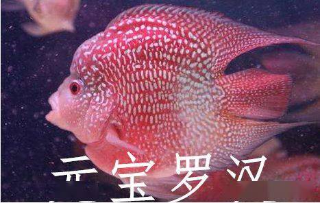 教你一招辨别麒麟鹦鹉和元宝罗汉,涨姿势!
