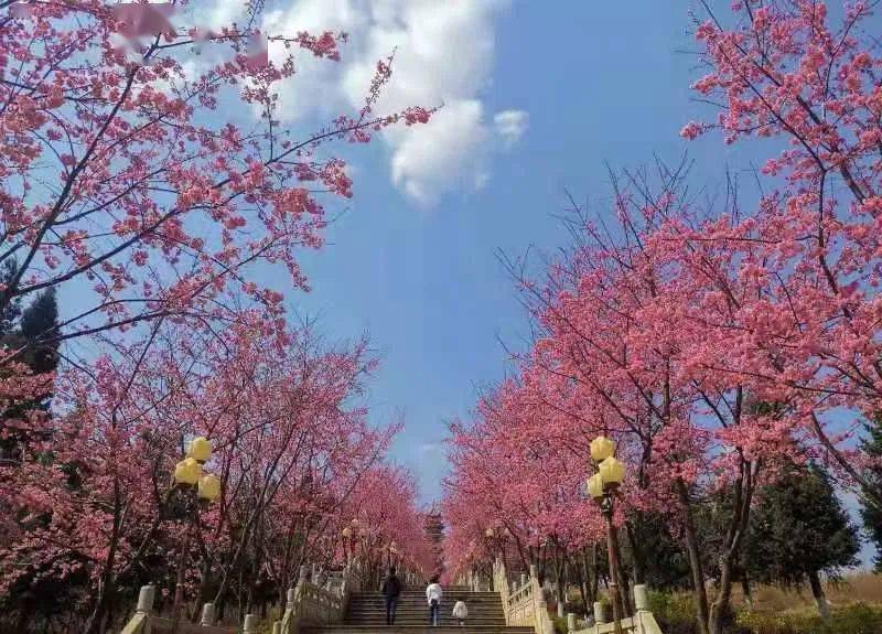 宣威玉泉山公园——樱花大道