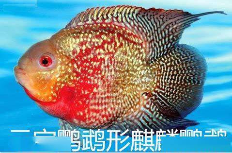 教你一招辨别麒麟鹦鹉和元宝罗汉,涨姿势!