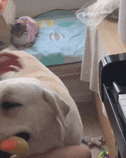 狗狗的尾巴会说话