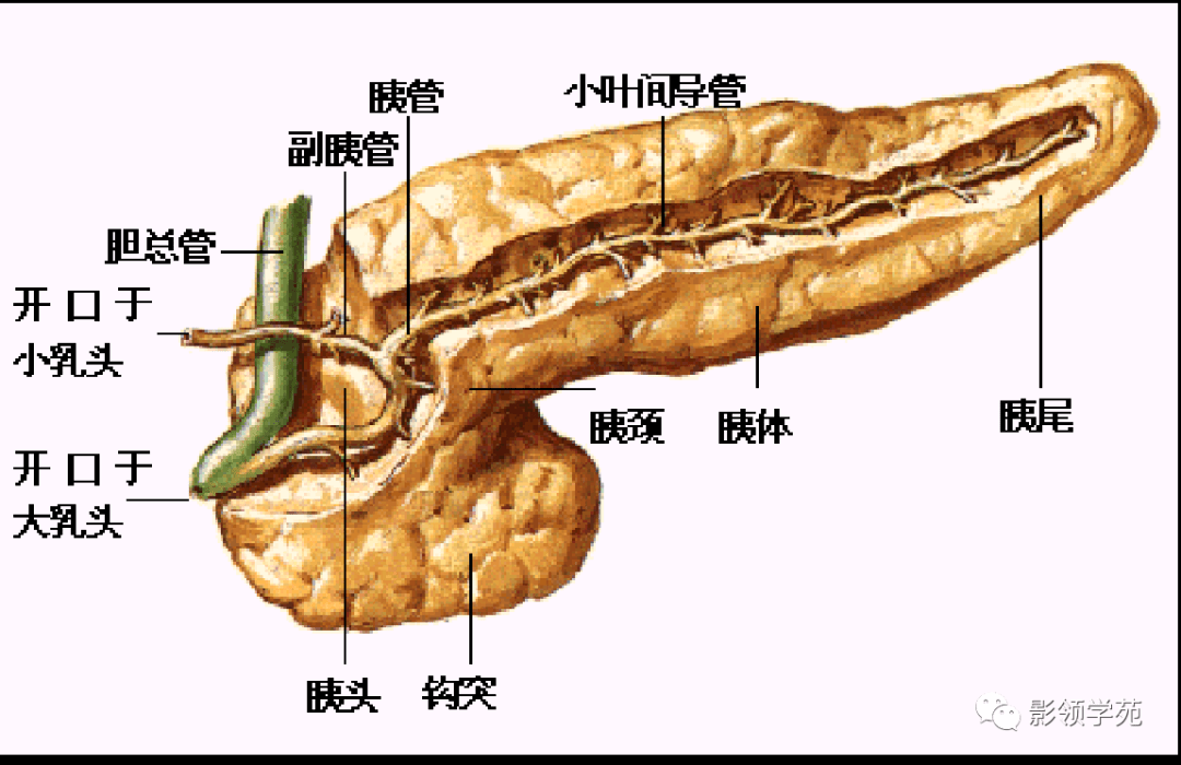 正常胰腺解剖图