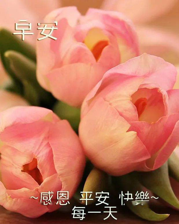 3月8日女神节早上好漂亮的鲜花美图送给大家祝你们快乐相随天天开心