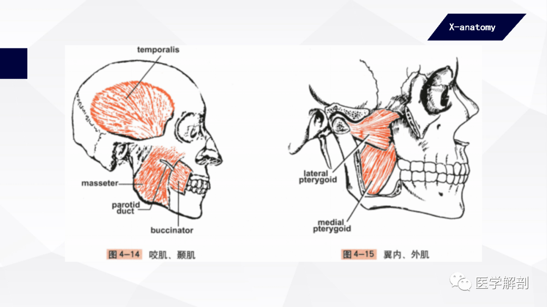 人体解剖学骨骼肌头肌