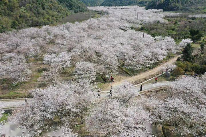 【春风十里】3月20日 探秘岭南醉美樱花谷,赶赴一场浪漫樱花盛宴!