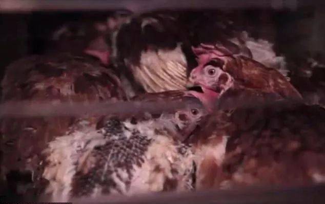 一家澳洲屠宰场视频泄露后,吓得多少人把嘴里的肉吐了出来!