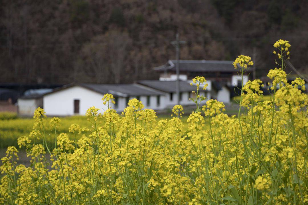 【春天里的陕西】汉中宁强县:青木川古镇展开春色画卷