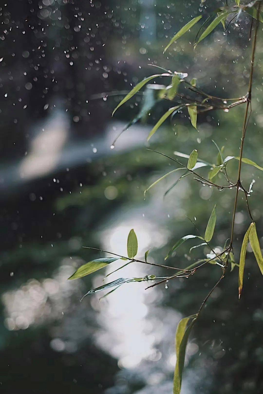 无论雨天晴天都是迷人的春天