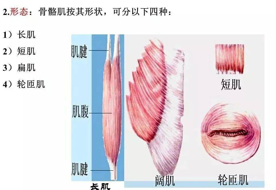 肌肉解剖高清图谱