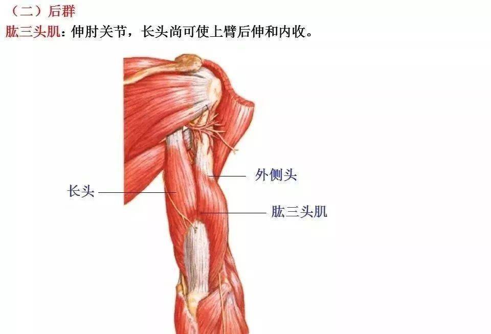 肌肉解剖高清图谱