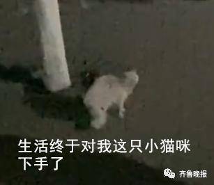 "猫:实在不行给我安排个座位吧!" "弱小无助的我当时瑟瑟发抖 "