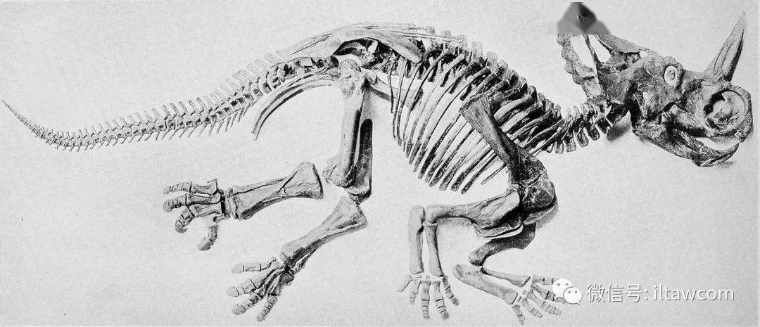 目 ornithischia 科: 角龙科 ceratopsidae 属:尖角龙属 centrosaurus