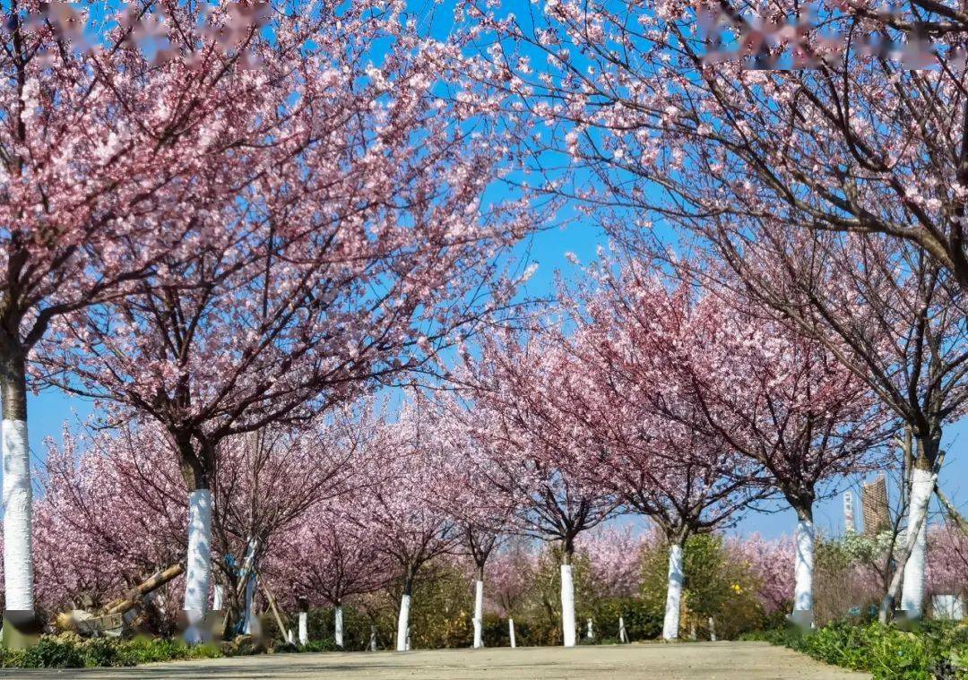 孝感市金卉庄园景区