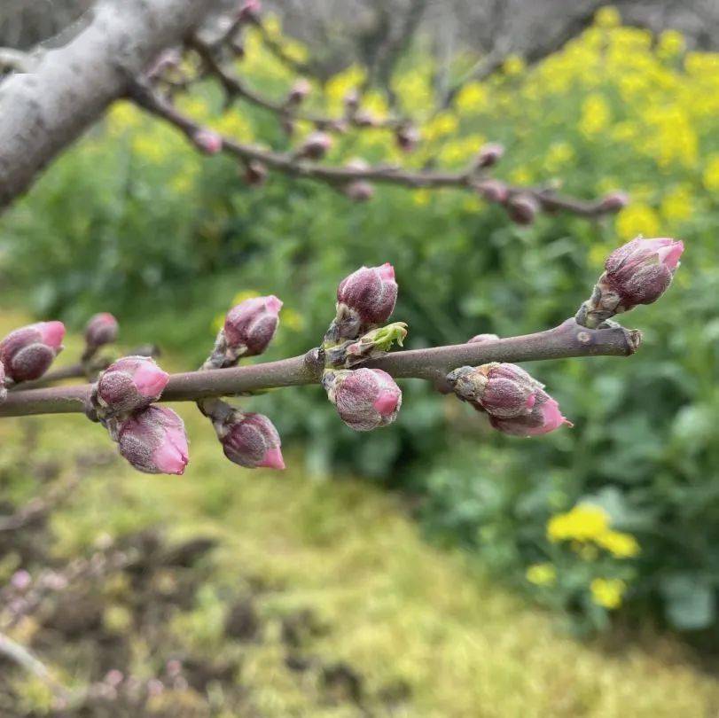 阳山桃花迎春开,花期预报抢先看!