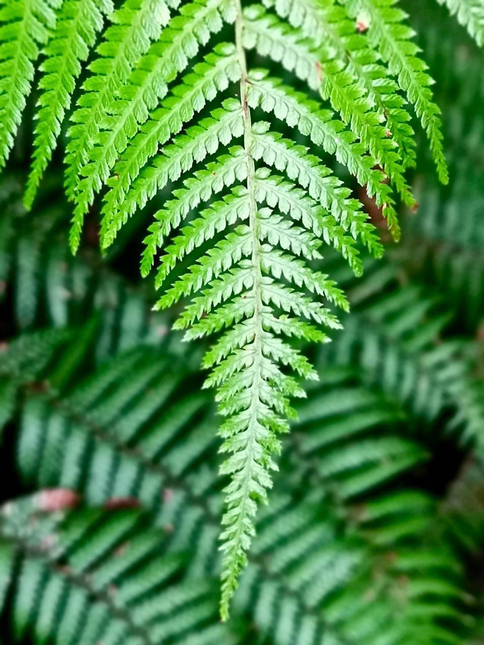 蕨对精彩的蕨类世界悉尼皇家植物园美拍