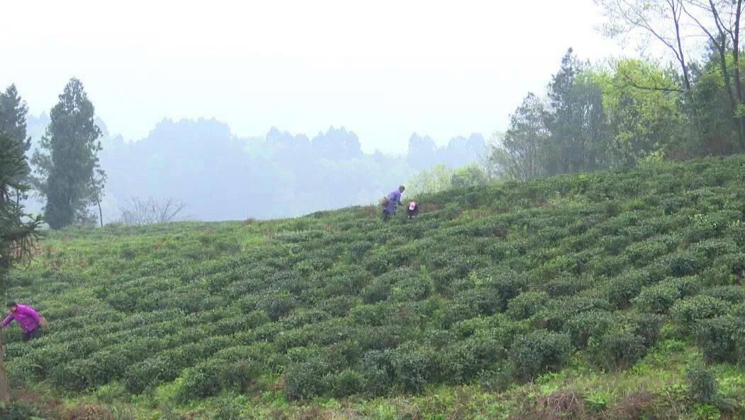 桑园镇老川茶迎来新机遇