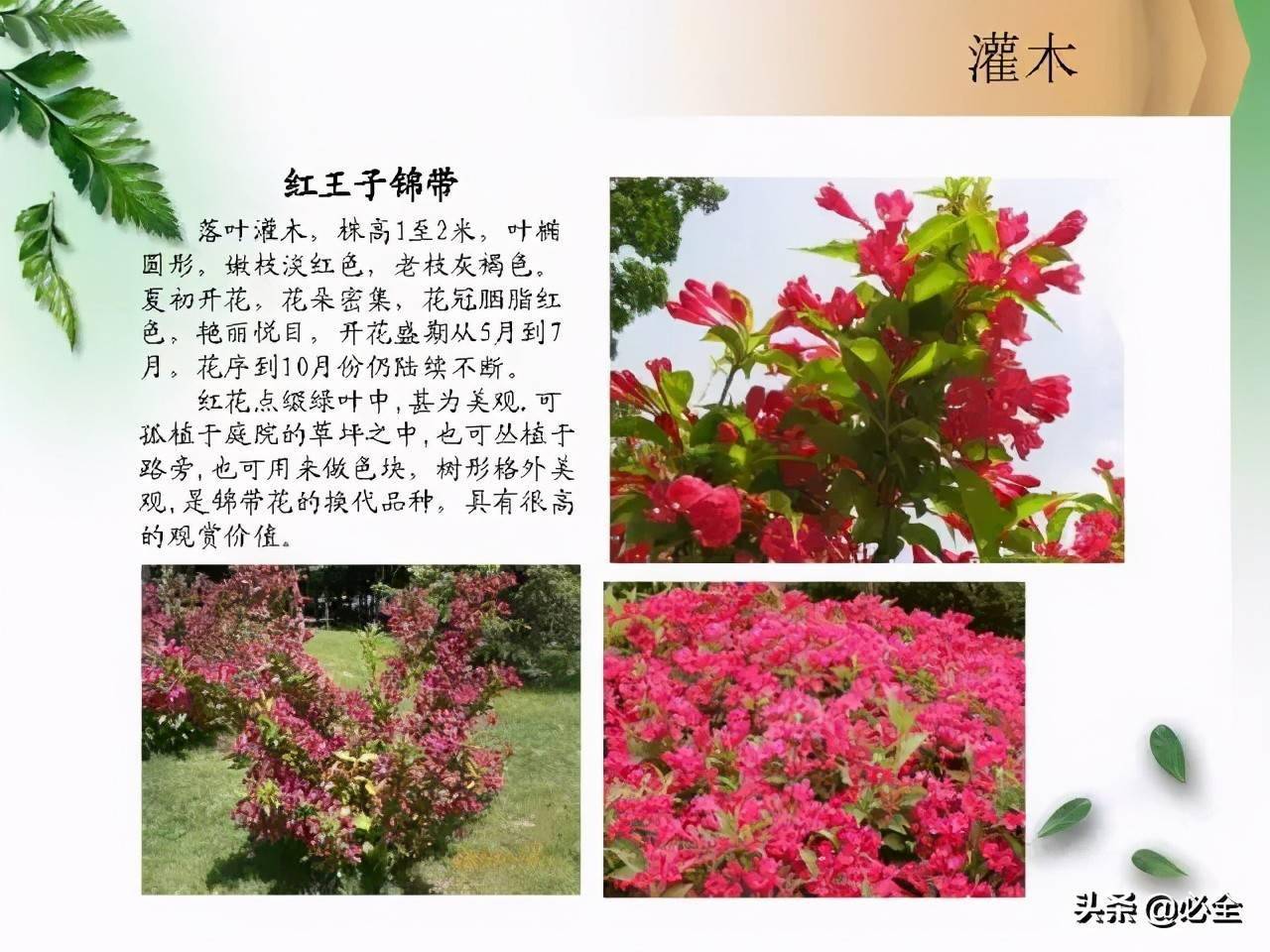 北方常见园林观赏植物小乔木及灌木