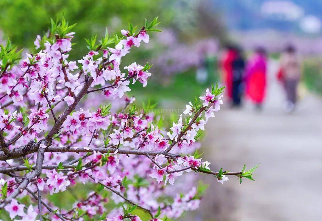 趁着春光赏花去长沙三月赏花地推荐来了