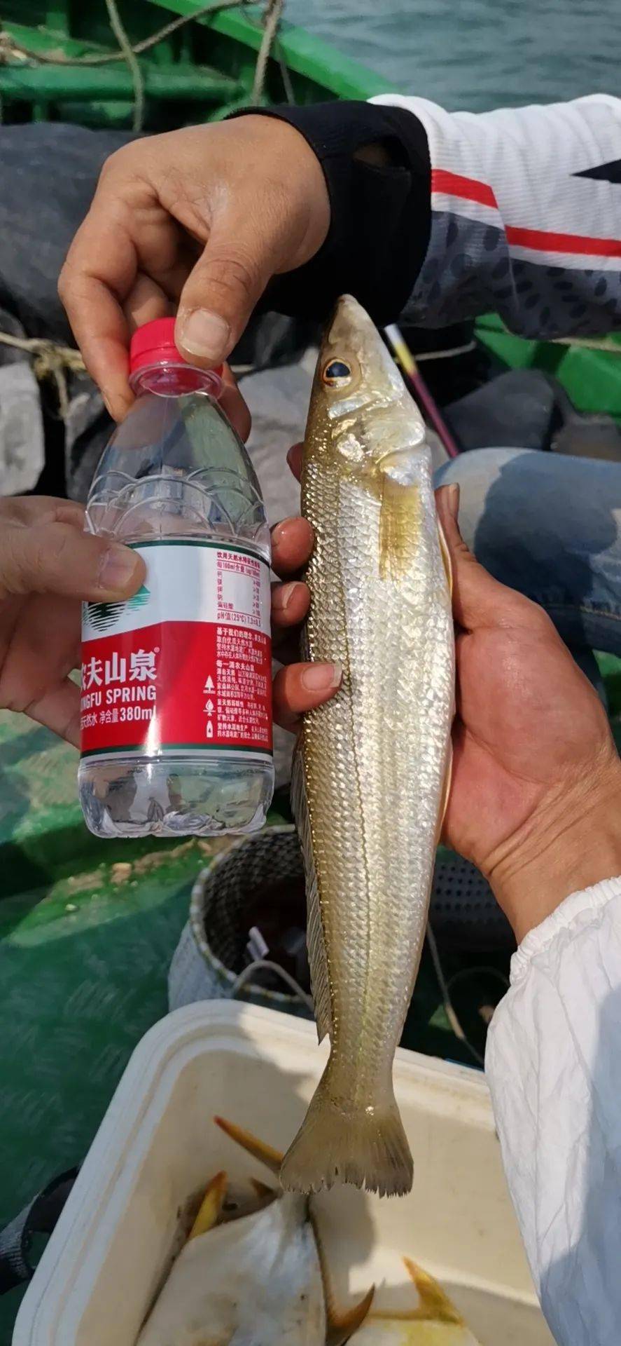 海陵岛"地拿"惊现"手臂粗"沙钻鱼!