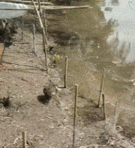 搞笑gif:这是一只去过迪吧的鸭子...