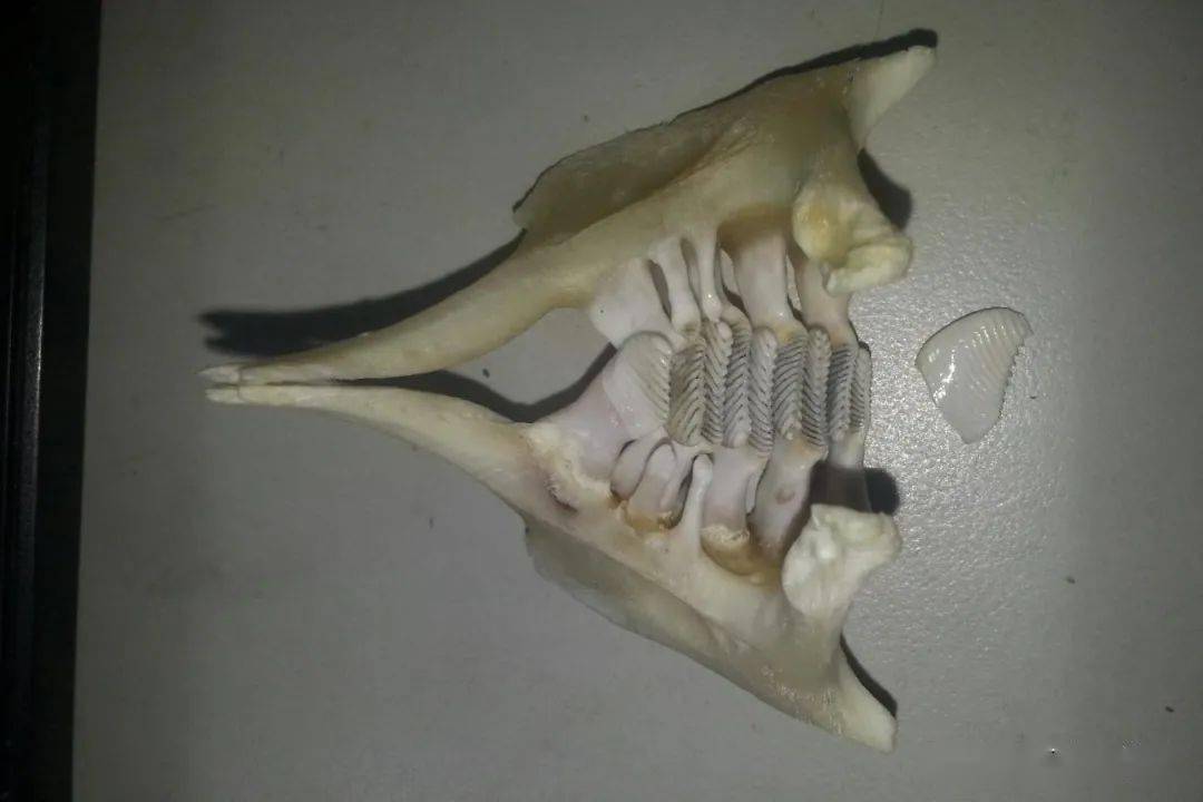 图四 草鱼的咽喉齿