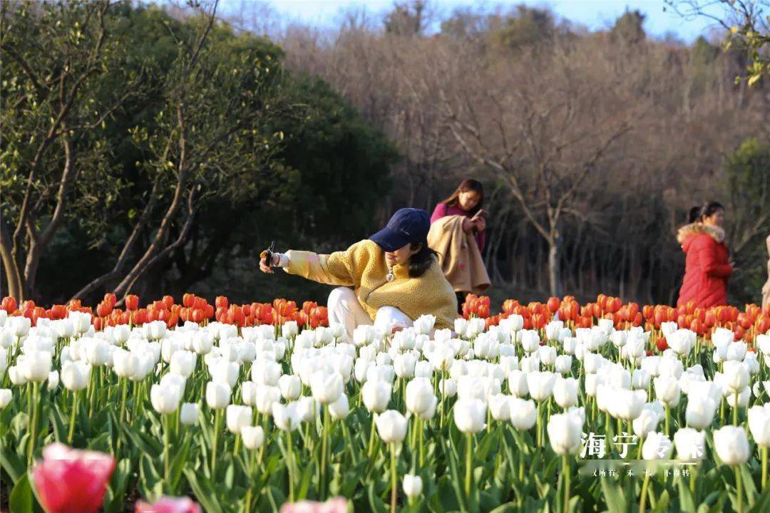 一起去赏花吧!海宁这里绝美郁金香花海已盛开