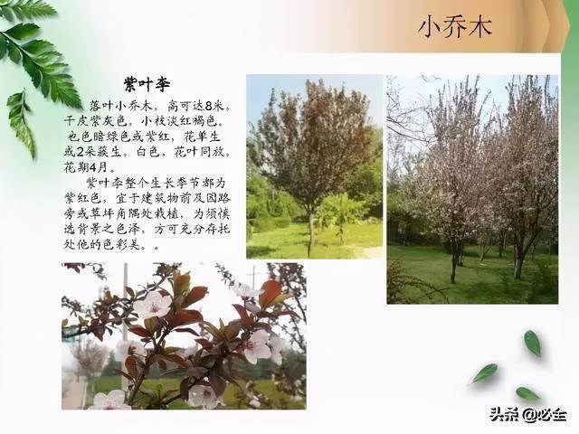 北方常见园林观赏植物小乔木及灌木