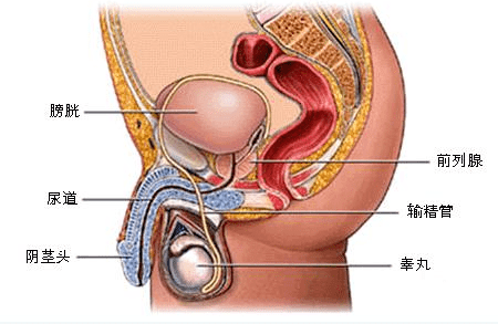 前列腺位于盆腔内,在膀胱和尿道的连接处,与直肠相连接,形状和大小有