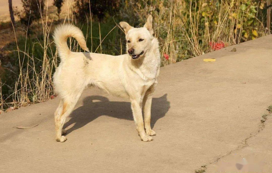 最受欢迎的6种狗狗,中华田园犬上榜,有你家狗狗吗