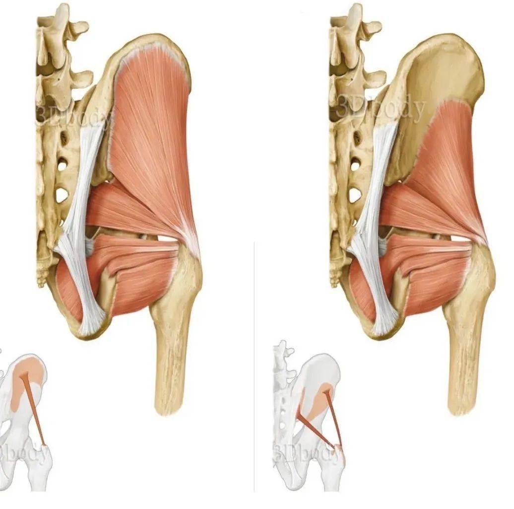一天一点解剖学 → 人体下肢肌群(髋肌-后群)_骨盆