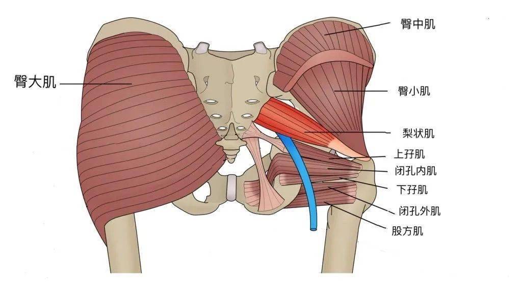 梨状肌,股方肌,闭孔内肌,上孖肌,下孖肌,闭孔外肌,为人体骨盆-髋关节