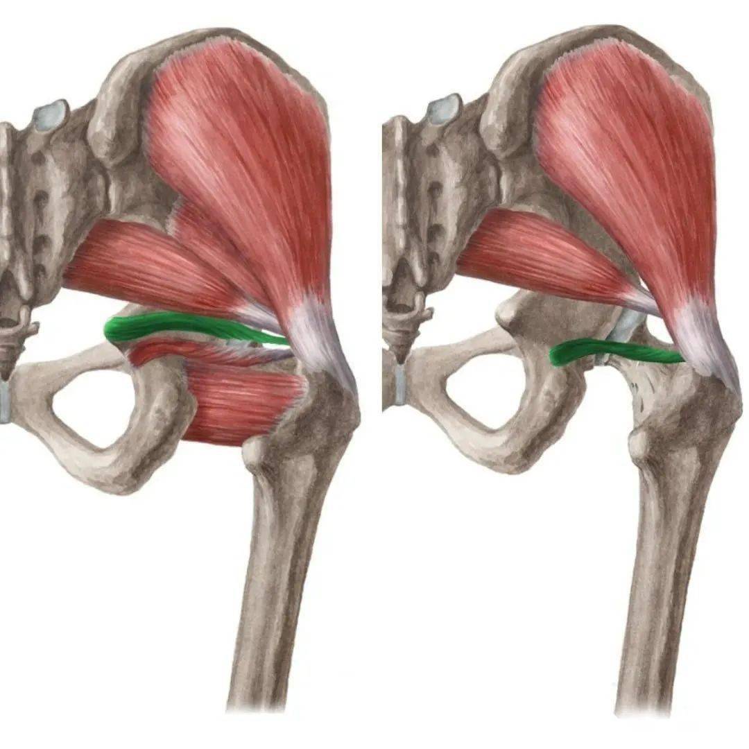 一天一点解剖学 → 人体下肢肌群(髋肌-后群)_骨盆