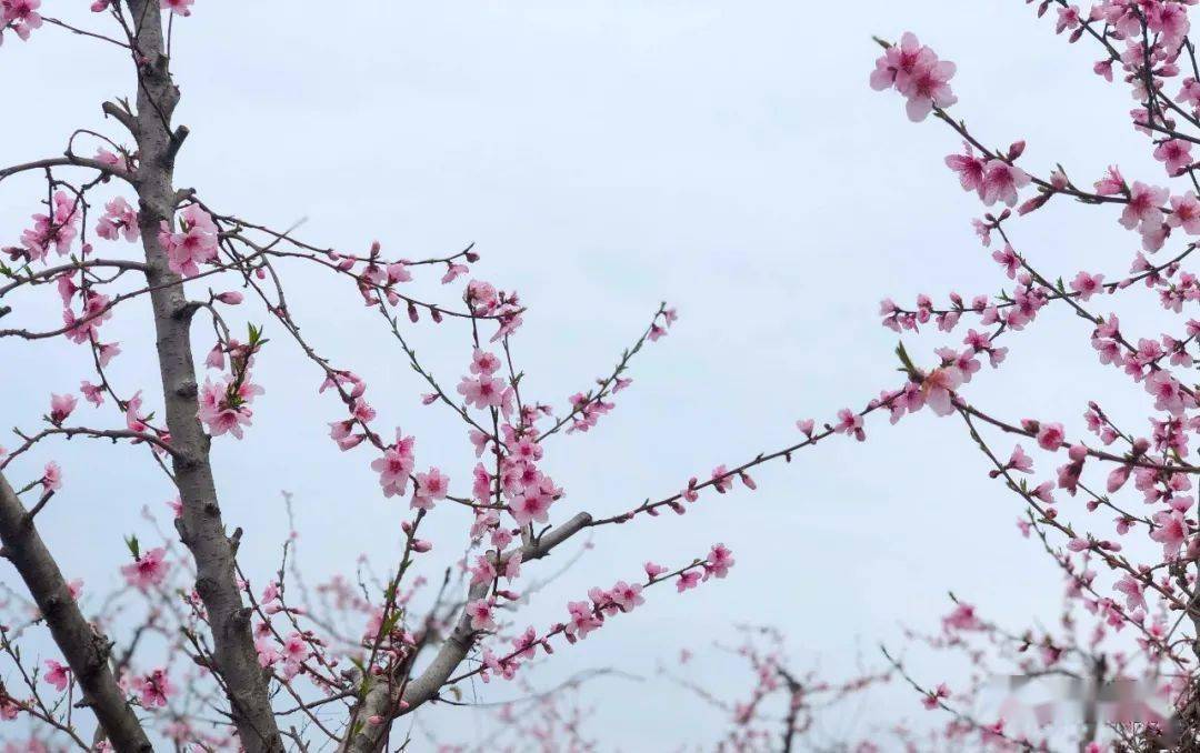 春游江淮请您来▏涡阳这里的桃花要开了