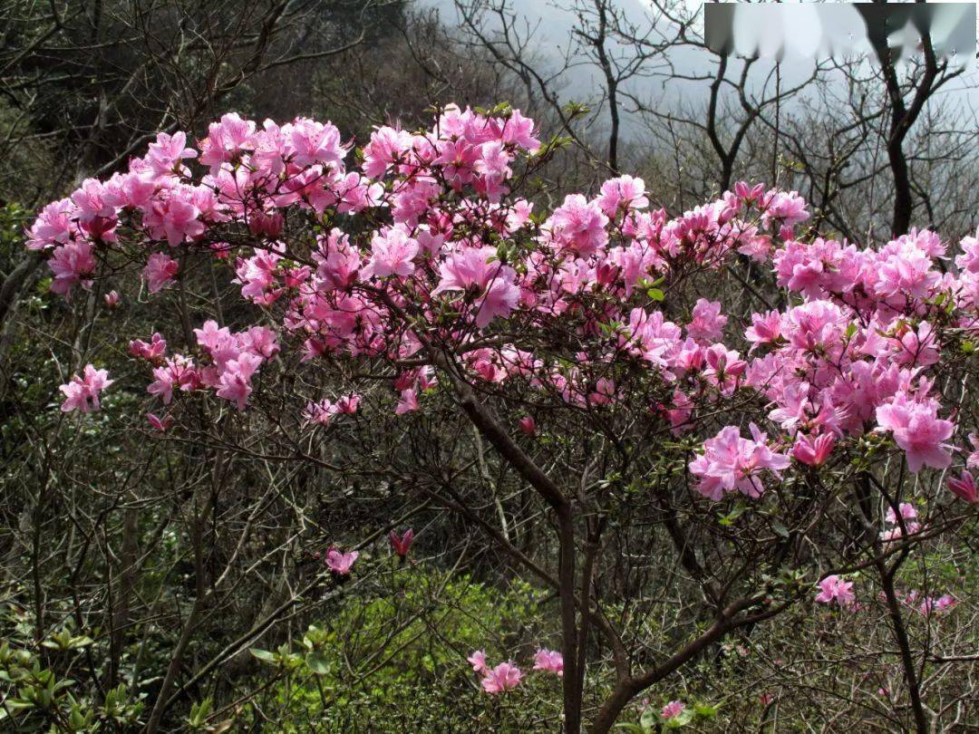 映山红大面积开花春色正浓赏花趁早