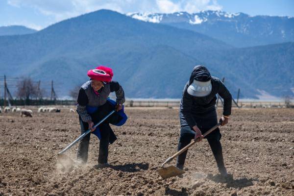 3月17日,在云南省迪庆藏族自治州香格里拉市建塘镇,务工人员在田间