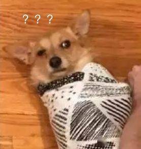 女主人回到家看到这样一幕笑喷了,狗子:麻麻快救我.