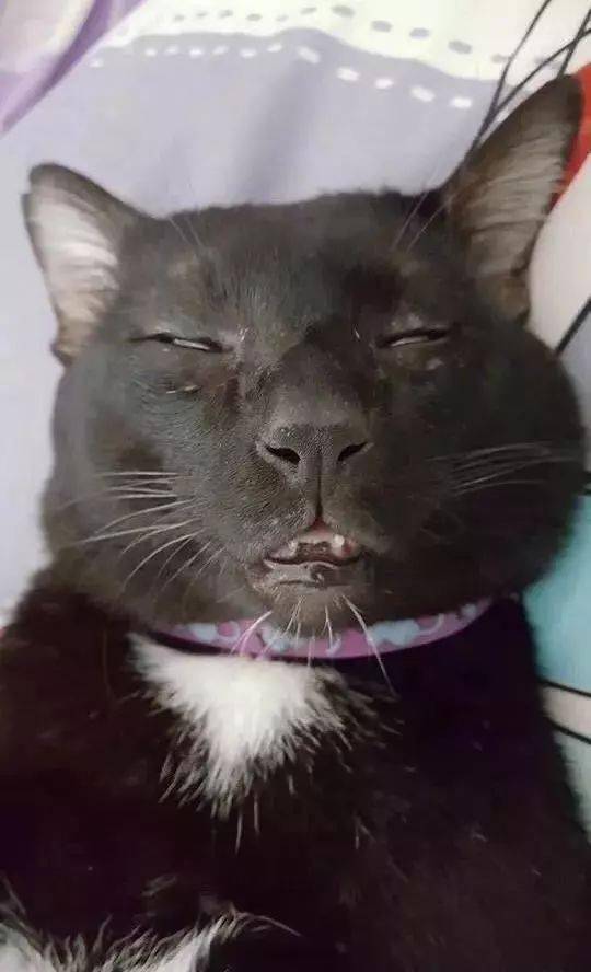 发现丑的猫都有一个特点:长得像人!