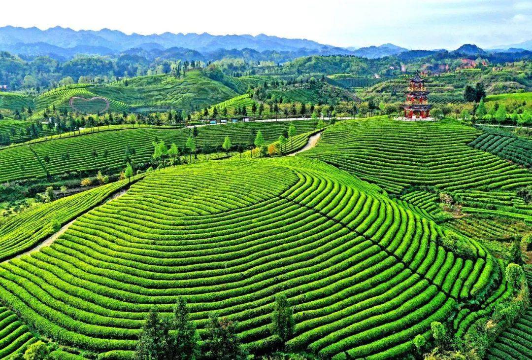 清明遵义,红绿交辉;趁芳华,来采茶!_茶园