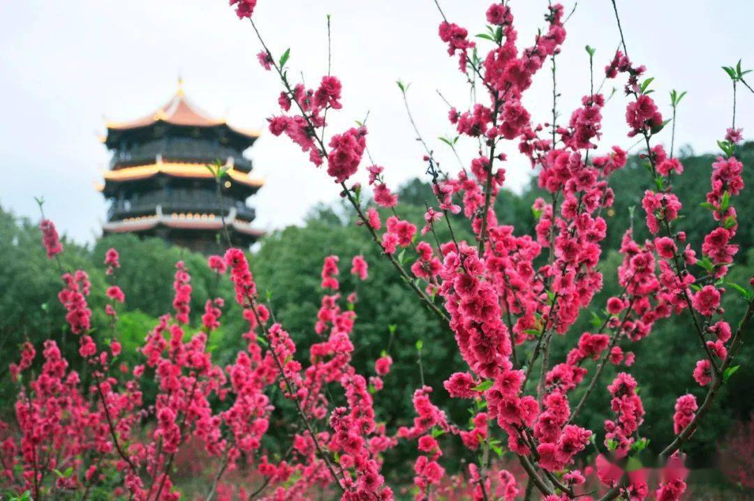 江滨路刺桐花红似火(洪鹭蓉 摄)