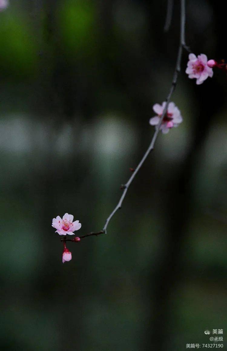 春天是万物复苏的季节,春天里鸟语花香,春天里充满生机.