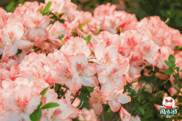 免费 地址:福州市琴亭湖公园东园大广场 公交路线:福州市区乘坐153路