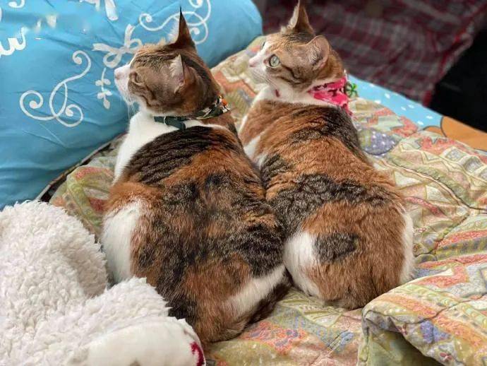 两只从小一起长大的三花猫果然心有灵犀