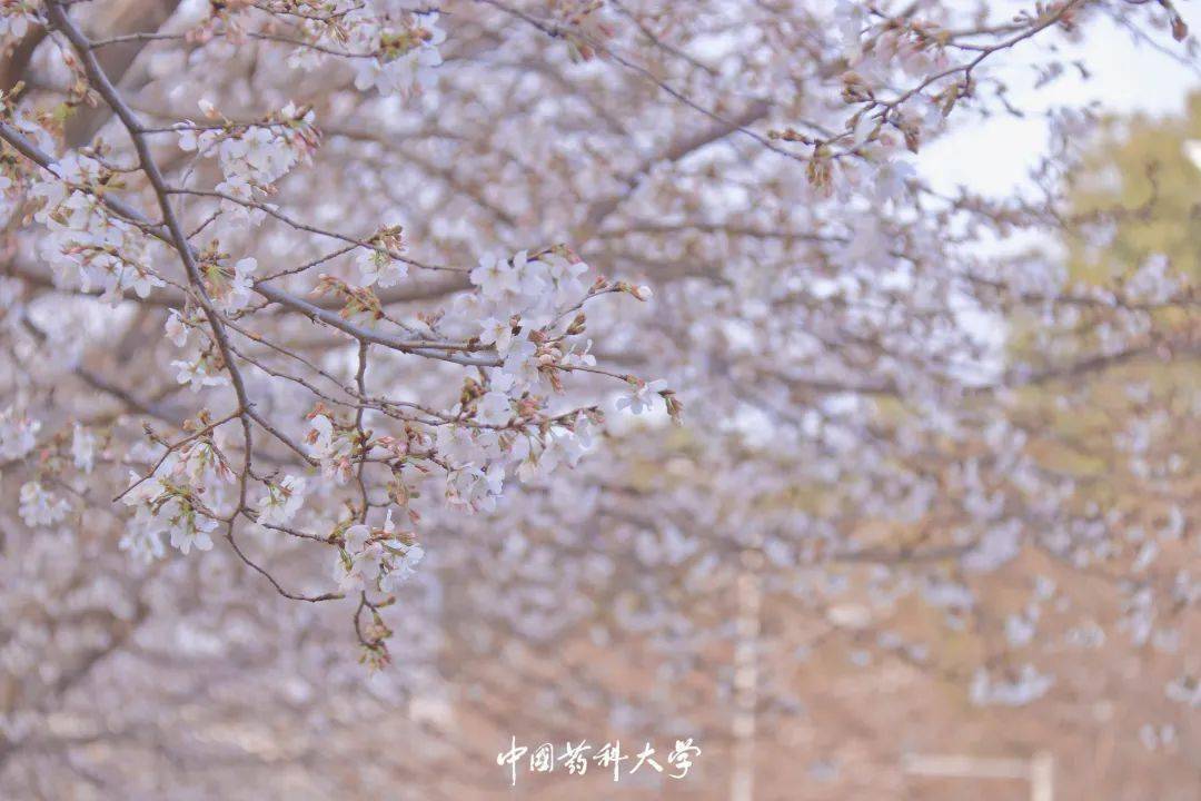 预告|中国药科大学2021年樱花节3月22日11:15开始直播_校园