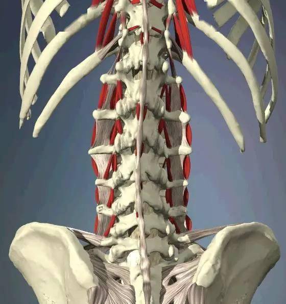 【学术分享】腰椎层次解剖
