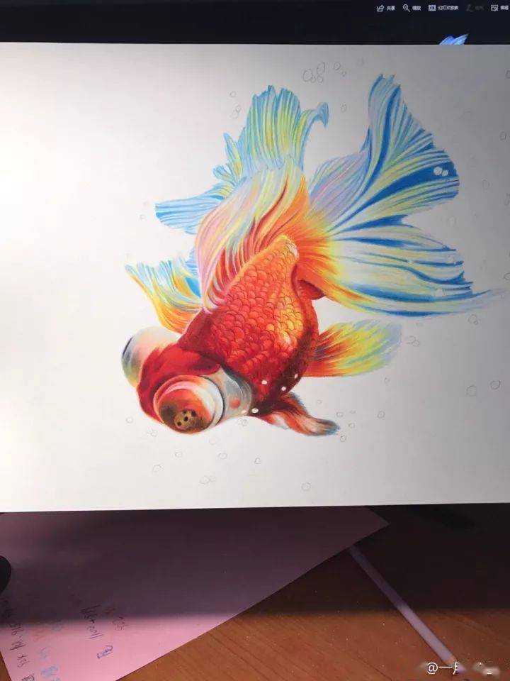 彩铅动物画教程 | 彩铅画金鱼怎么画步骤?彩铅金鱼教程图解