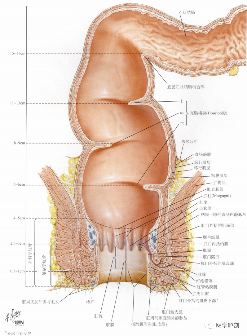 人体解剖学:消化管 | 大肠