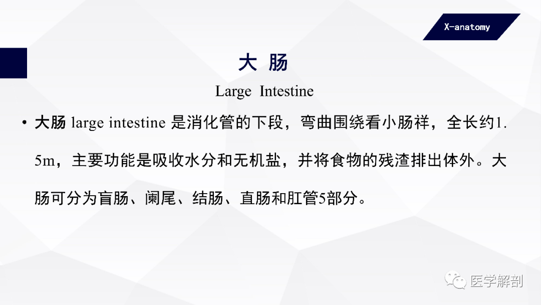 直肠与肛管的平滑肌分为外层的纵行肌和内层的环形肌,环行肌在肛管处