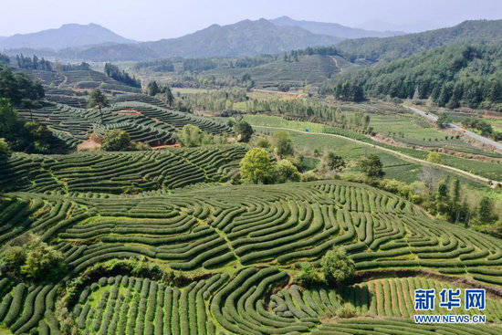 近日,福建武夷山近15万亩春茶进入生长旺季,茶园周边一派盎然春色