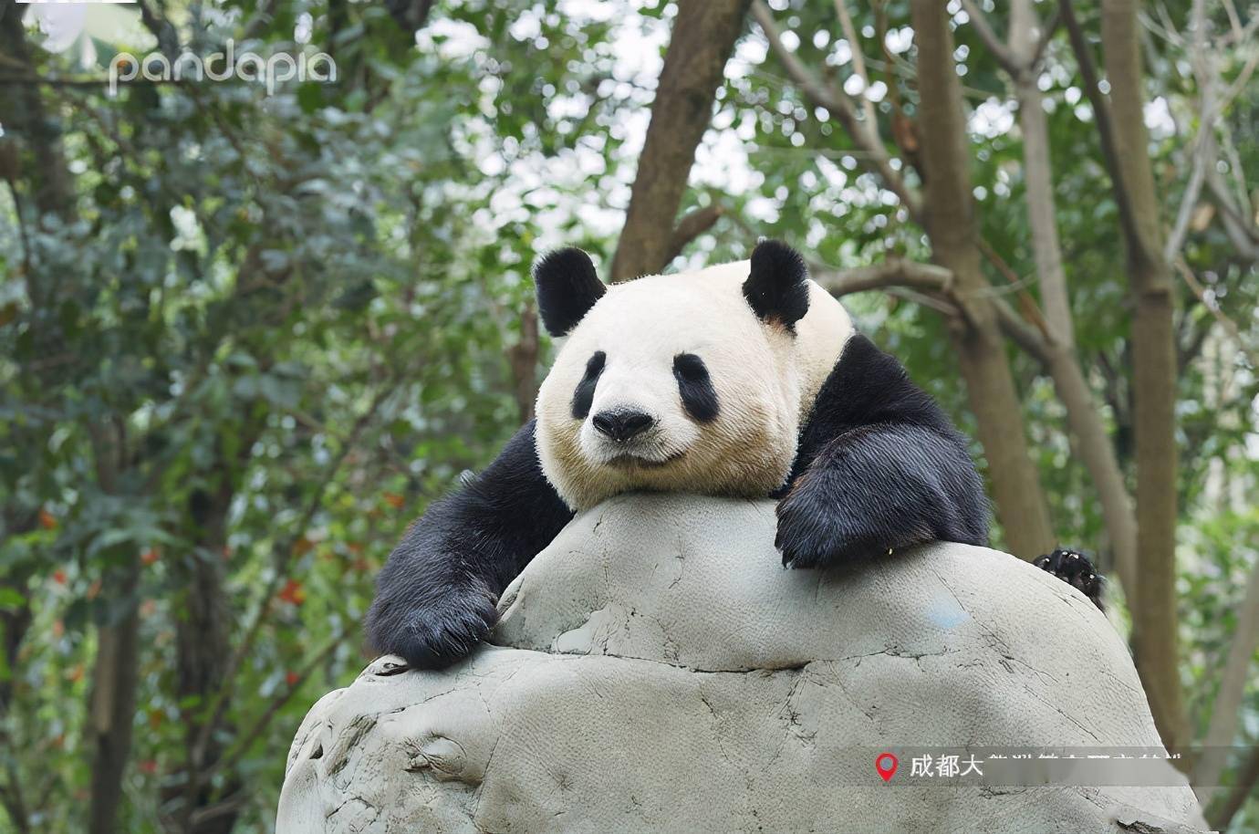 "滚滚"图集 | 你的壁纸是不是该换啦?_大熊猫